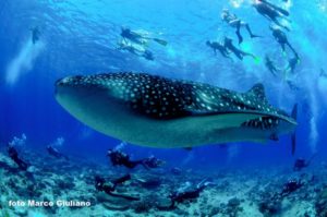 Your Maldives diving